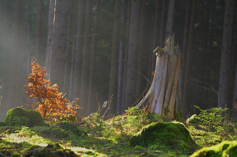 Enchanted Feasts